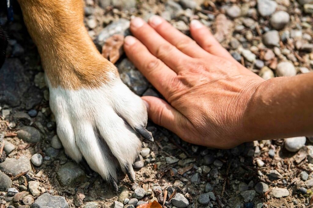 paw, dog, hand-7231300.jpg